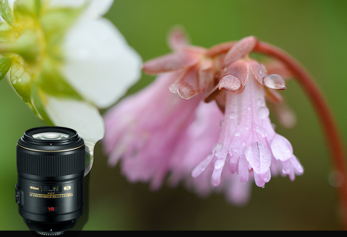 AF-S VR Micro Nikkor ED 105mm f/2.8G (IF) 렌즈 샘플