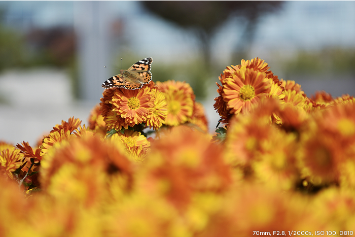 70mm F2.8 1/2000s ISO 100 D810 샘플사진