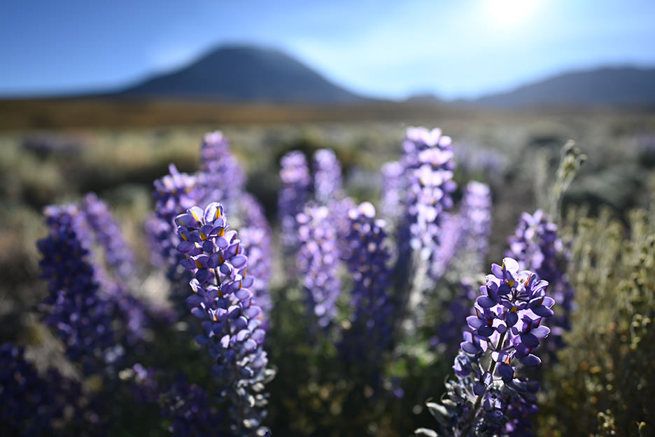 NIKKOR Z 20mm f/1.8 S 작례 이미지 04