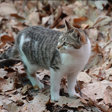 고양이